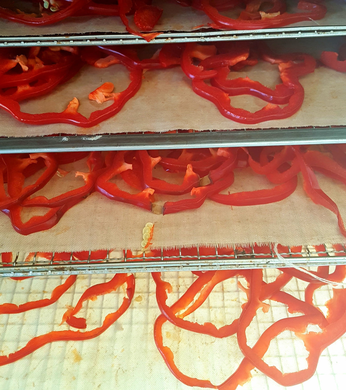 10 Effective Ways to Dehydrate and Store Home Grown Produce