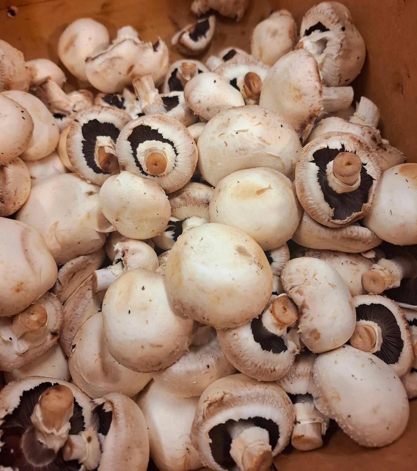 Dehydrated Mushroom