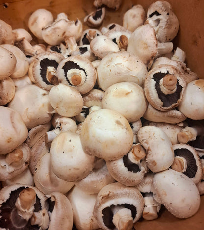 Dehydrated Mushroom